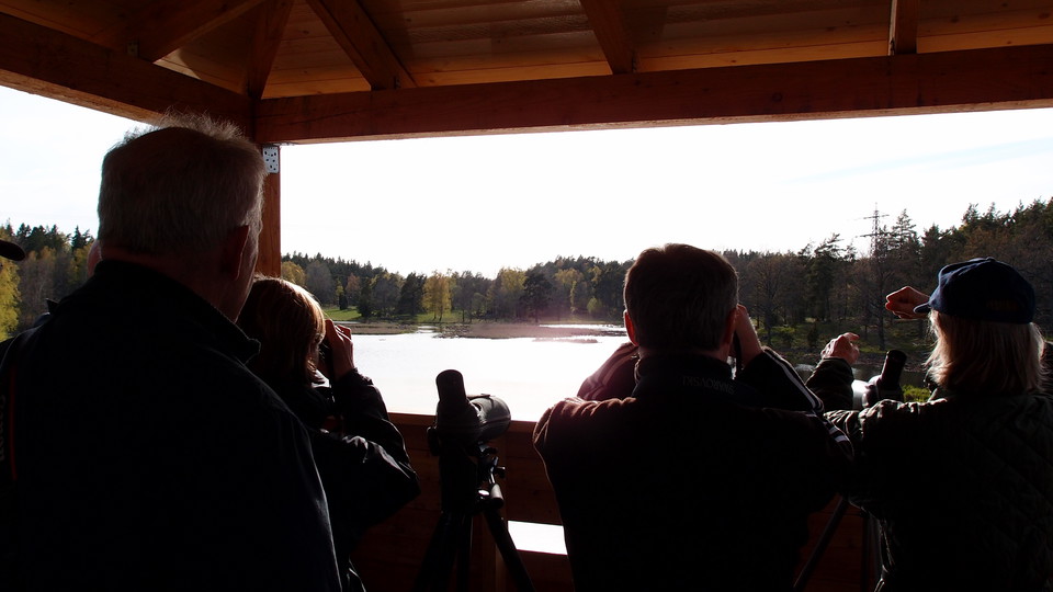 Fågelskådning från tornet vid Västra Långängskärret. Foto Lidingö stad