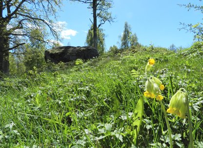 Libbhult meadows Nature Reserve