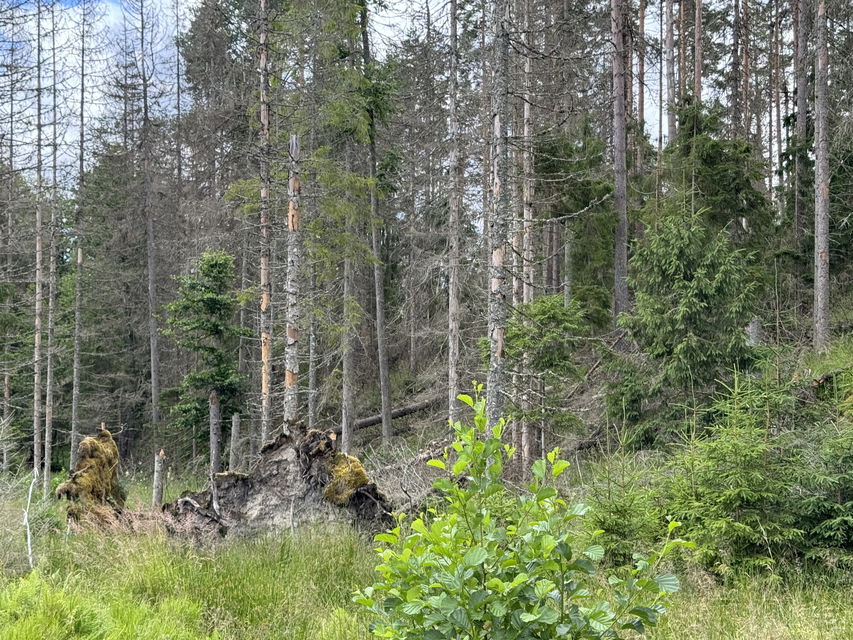Bild på döda granar