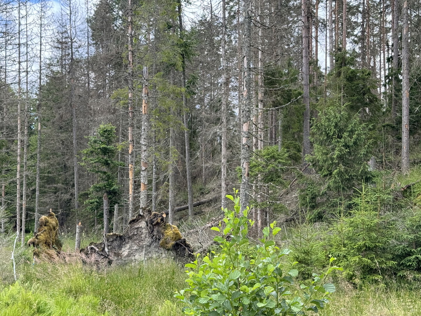 Bild på döda granar