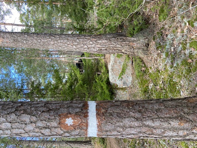 Bild på tall med reservatsmarkering för biotopskydd