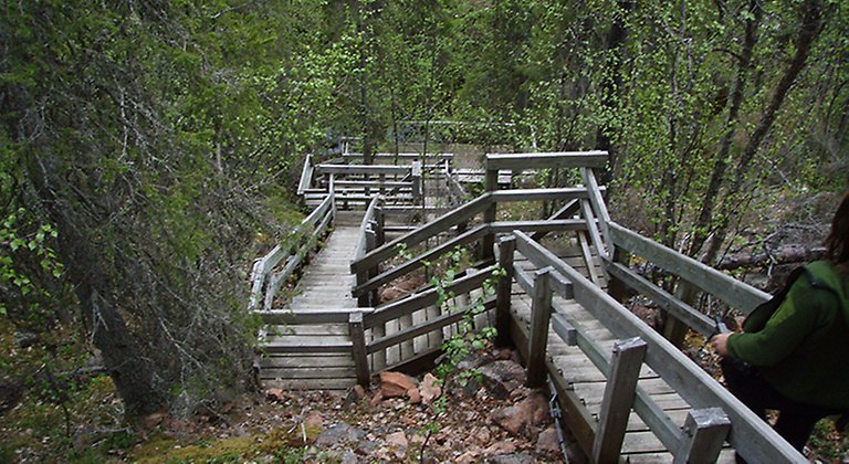 En trapp tar dig ner till ravinen där du kan vandra längs Rautijokk, omgiven av frodig grönska och 50 meter höga klippbranter.
