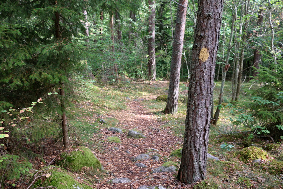 Stig i skog med ledmarkering på träd.