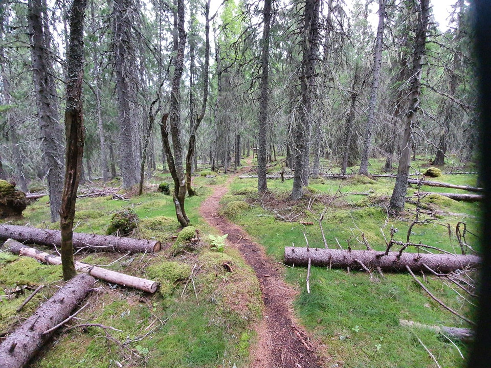 Vandringsled genom Naturreservatet