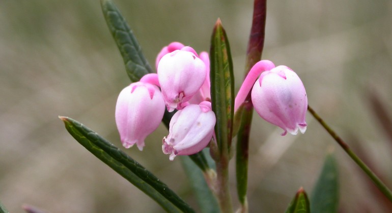 Roslingen växer gärna vid myrar, kärr och mossar. Den blommar i maj, fram till början av juni.