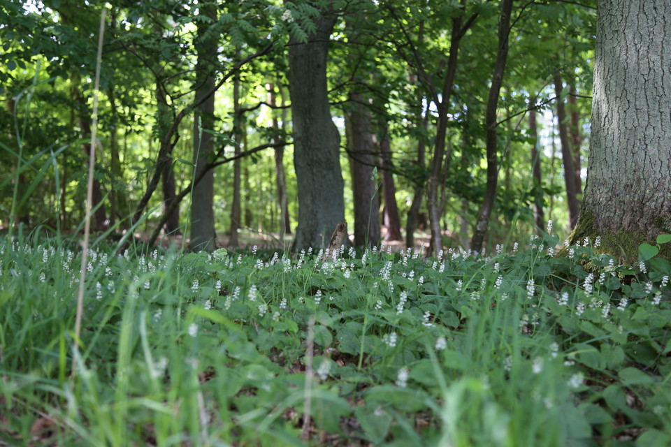 Ekorrbär (Maianthemum bifolium)