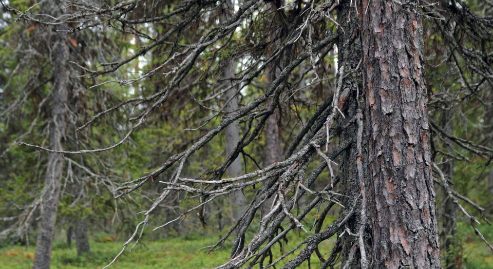 Gammal gran i naturreservatet Stor-Pållar