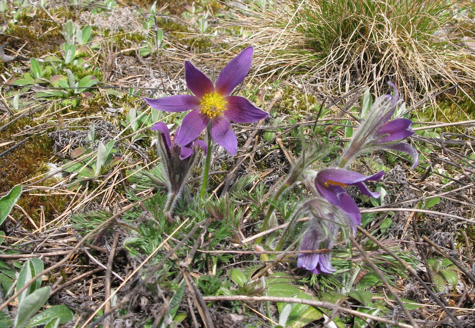 Närbild på flera lila blommor. Ena blomman är öppen och är gul i mitten. 