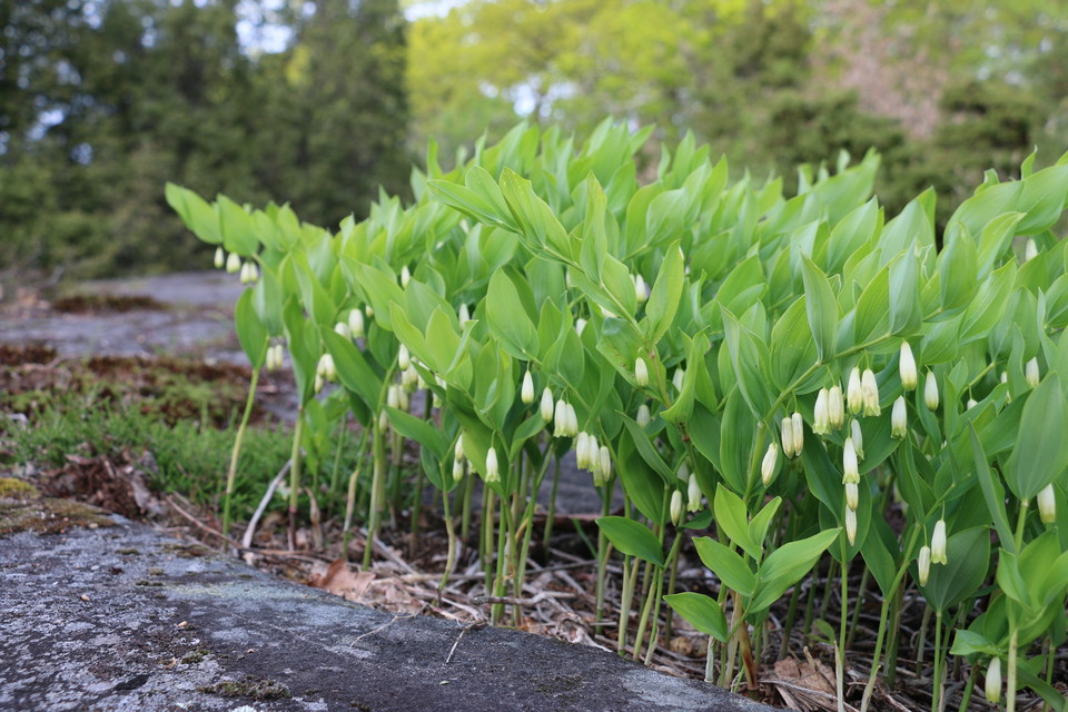 Vita, svagt klockformade blommor som hänger på gröna stjälkar med gröna frodiga blad.