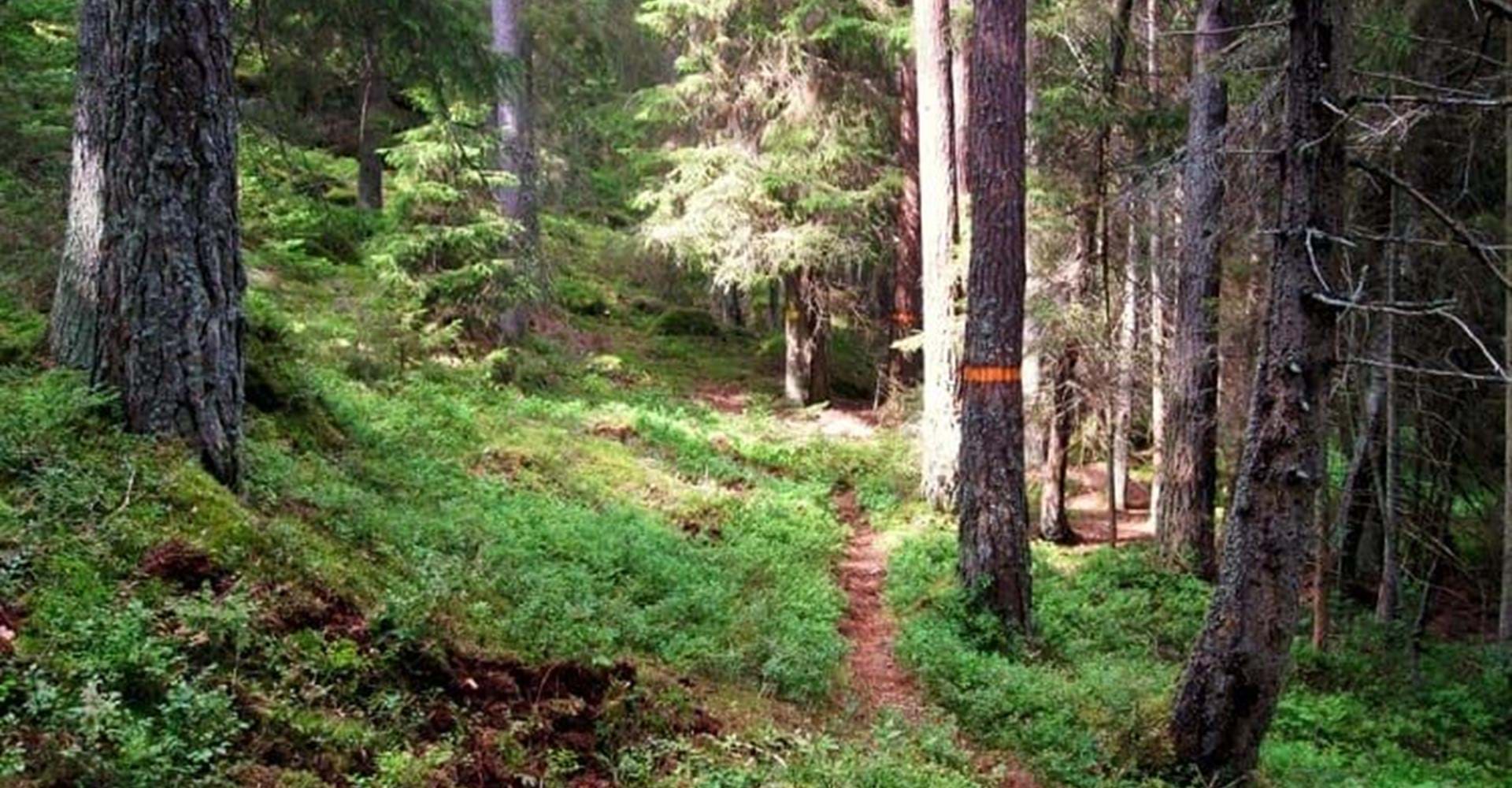 Rödgölen naturreservat
Etapp: Stora Namnsgölen runt och Hultsbruk Gravelfors
Norrköping