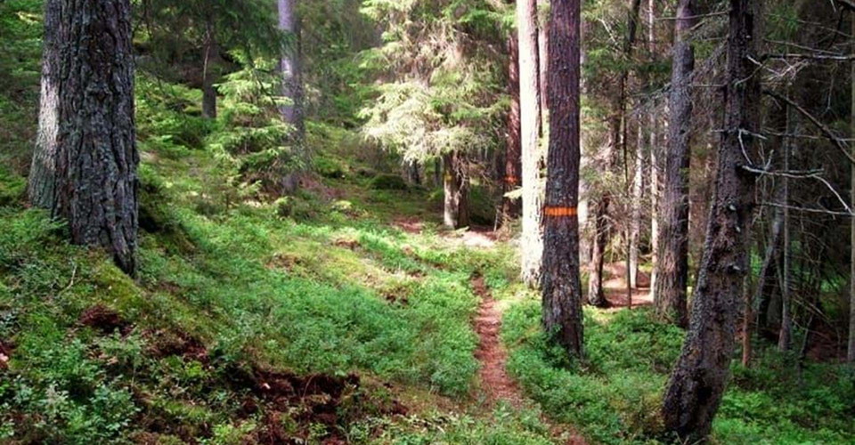 Rödgölen naturreservat
Etapp: Stora Namnsgölen runt och Hultsbruk Gravelfors
Norrköping