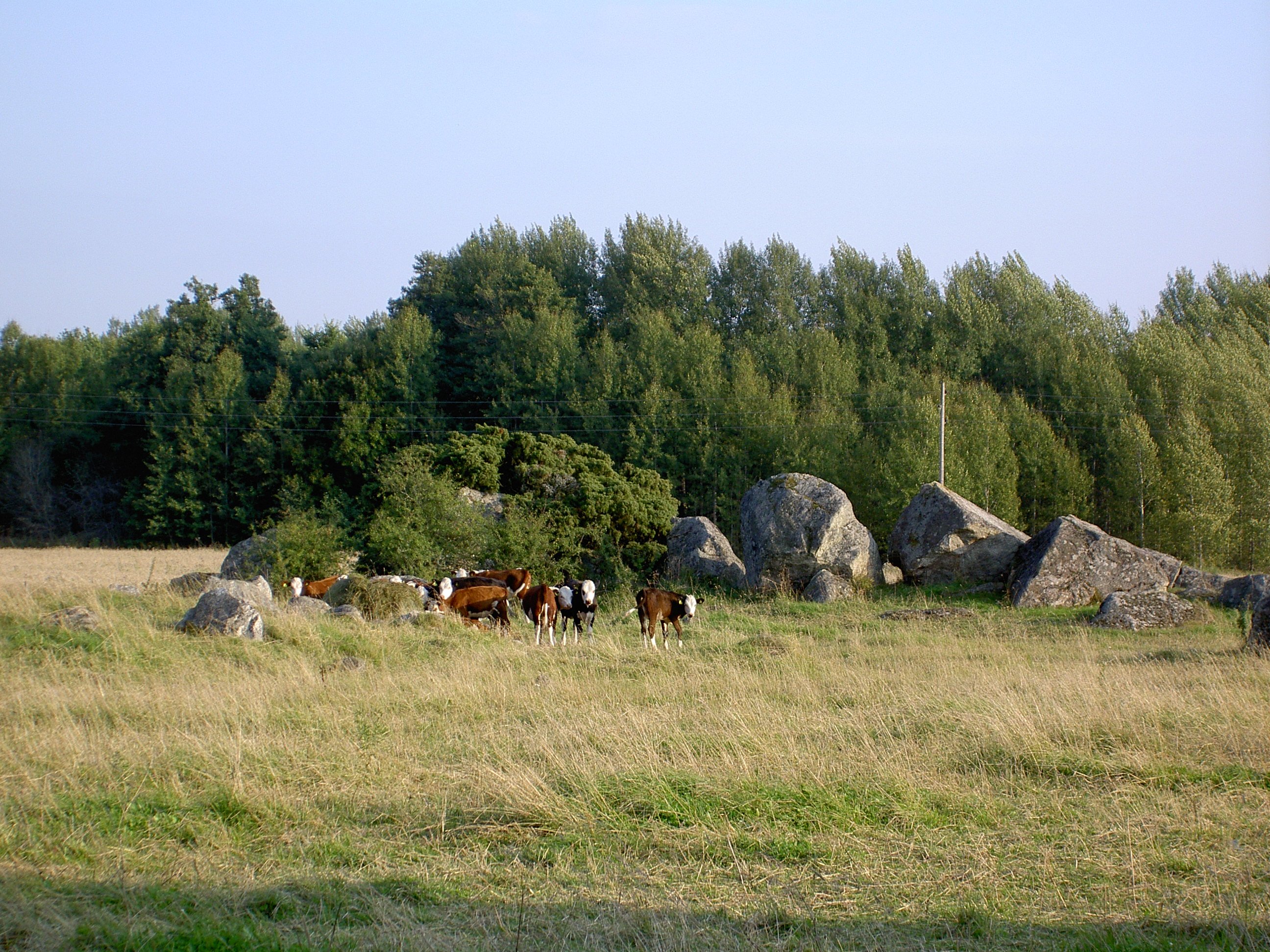 Flera kor går på bete i en hage med mycket gräs, träd och stora stenblock.