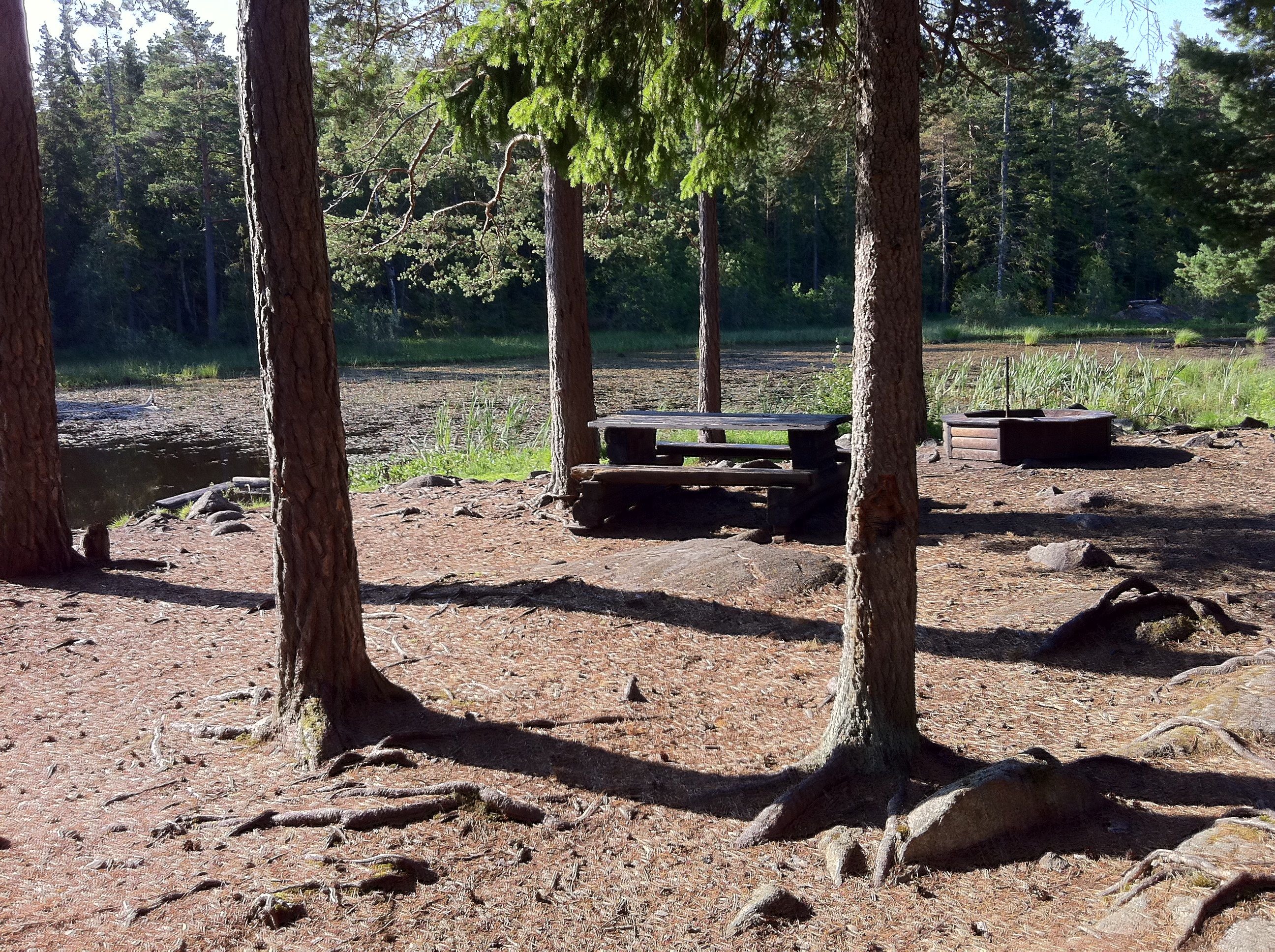 Vid en damm i skogen står ett bänkbord och en grillplats. Det växer flera träd på platsen.