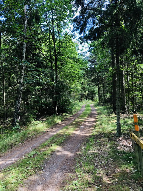 Skogsväg, Bergkvara - Fulvik