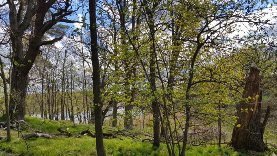 Ekbacken vid Hustegaholm. Foto Lidingö stad