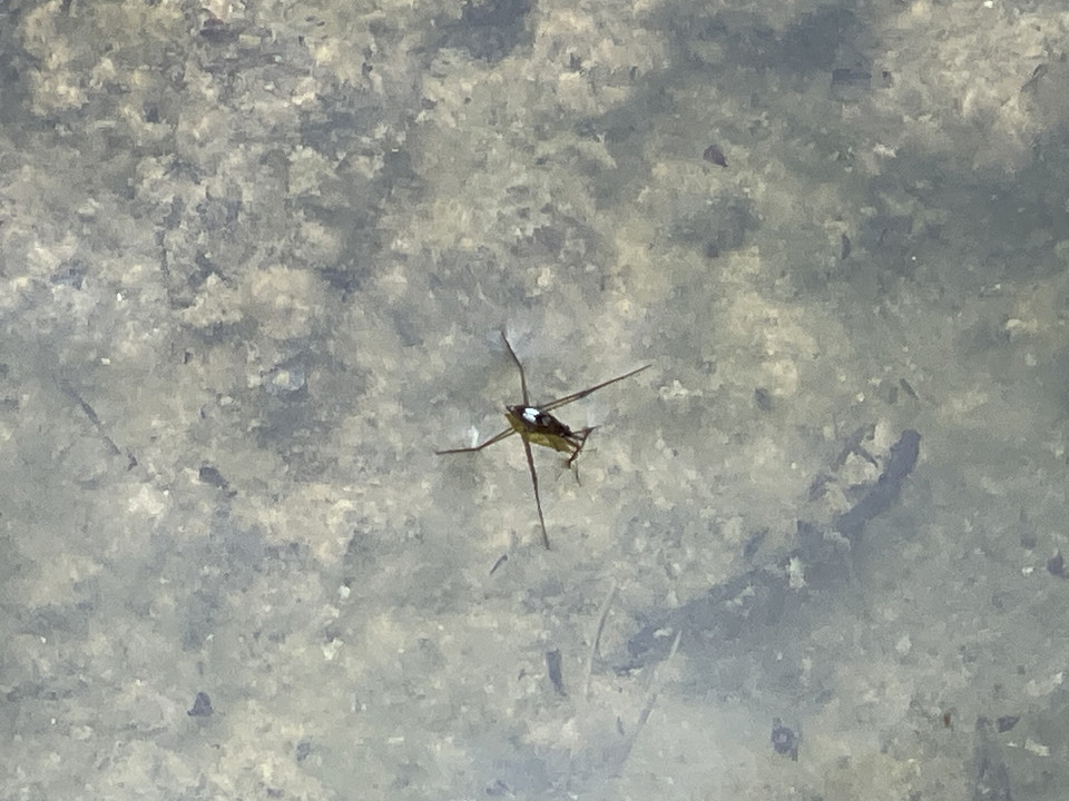 Insekten skräddare på vattenyta.