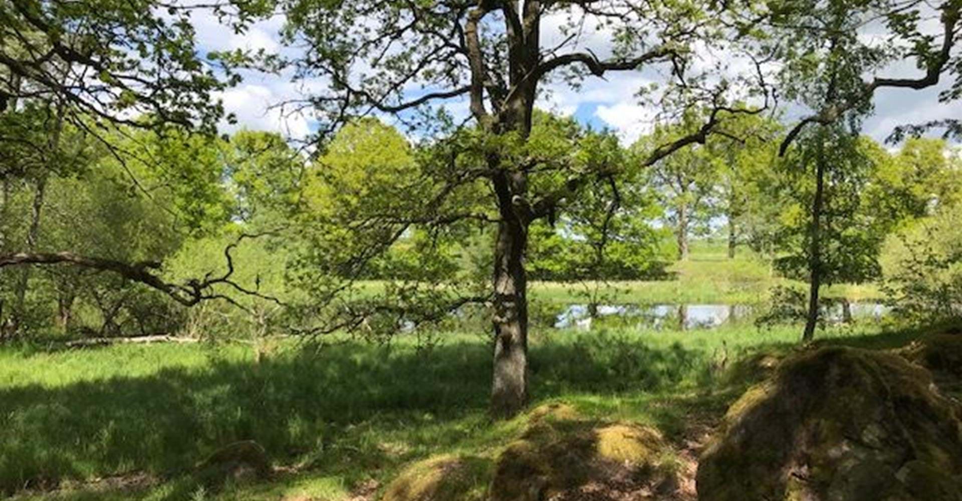 Svartån i Solberga naturreservat