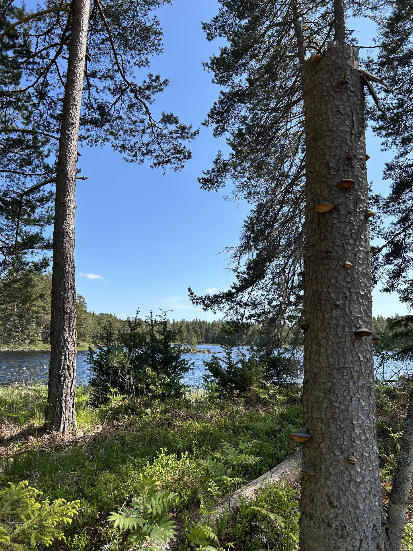 Bild: Sveaskog