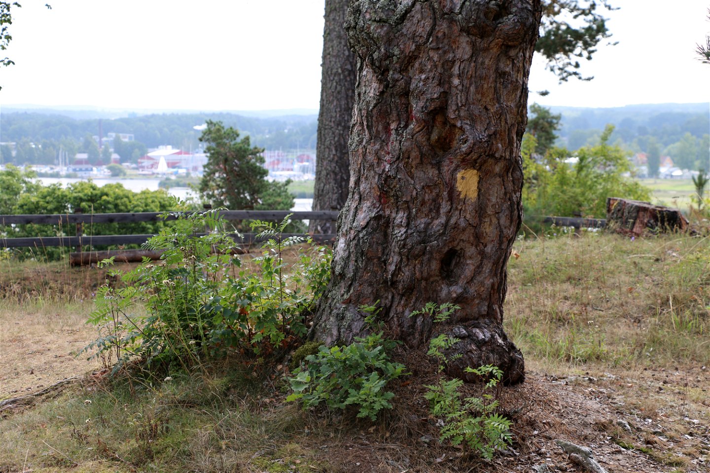 Träd med ledmarkering och utsikt in över Kungsör.