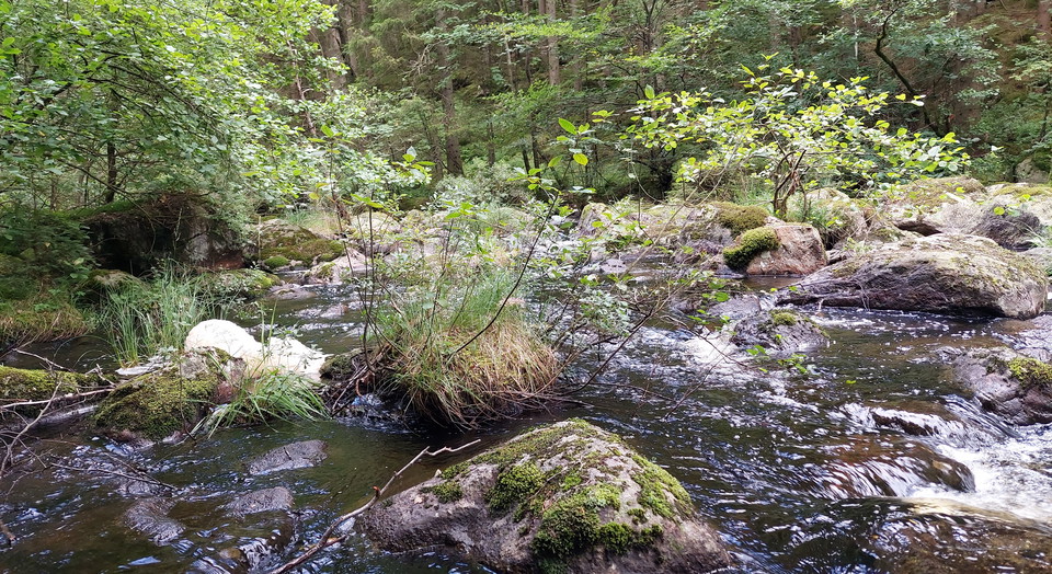 Vattendrag i reservatet Musån