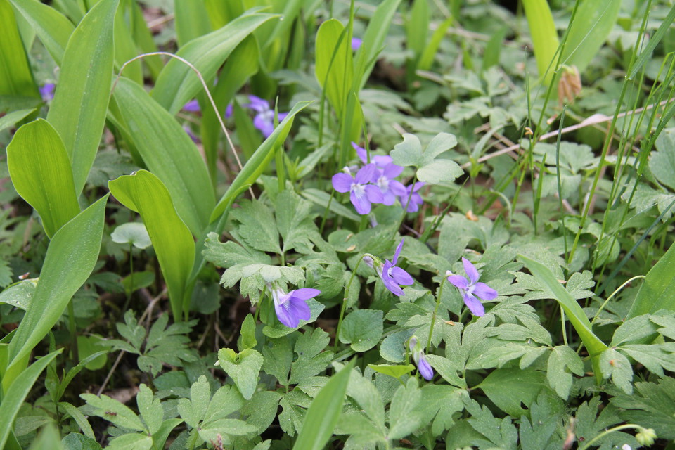 Blåsippor i grönska.