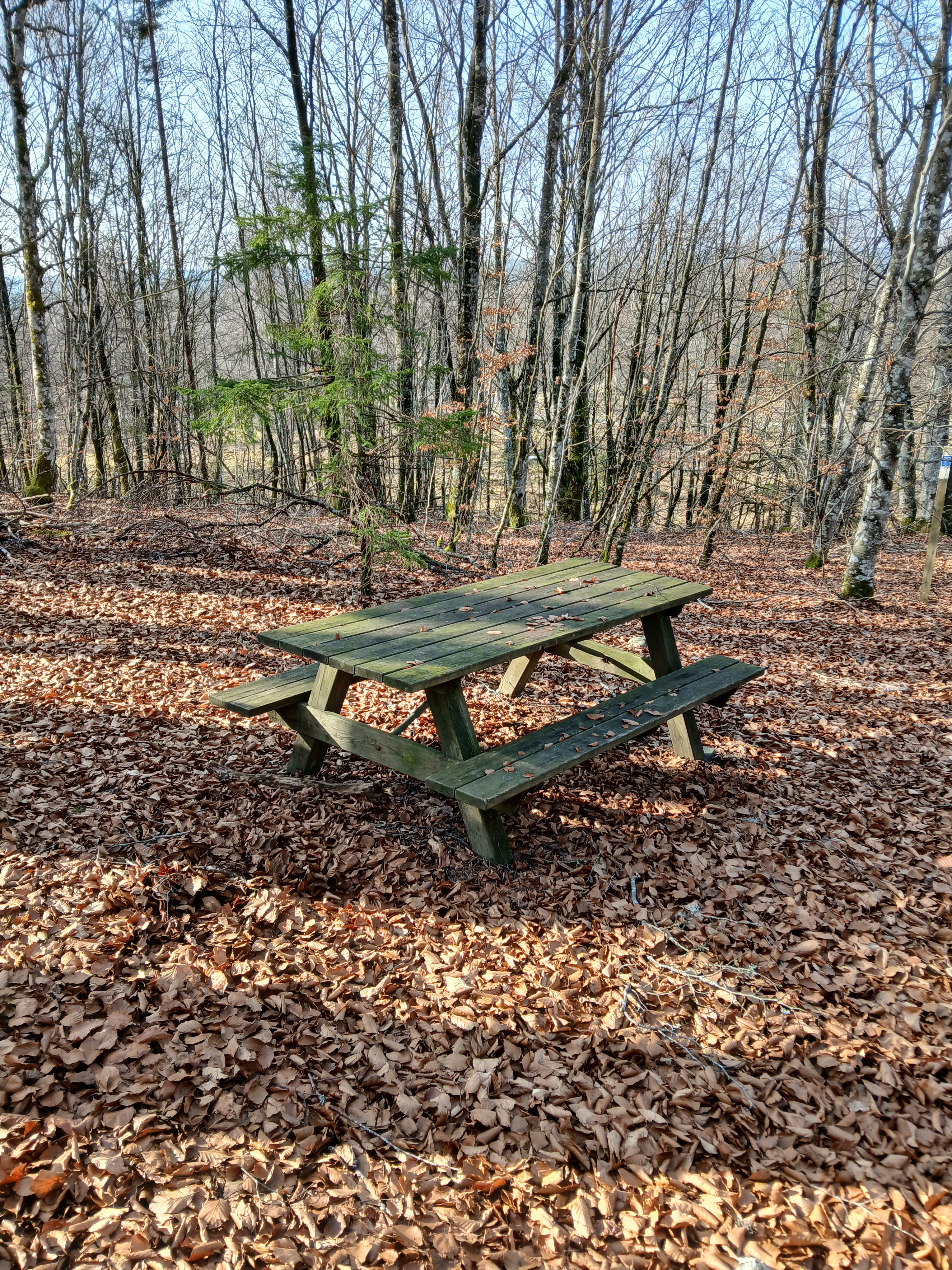 Rastplats Mattarps bokskog 