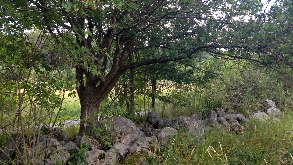 Calluna