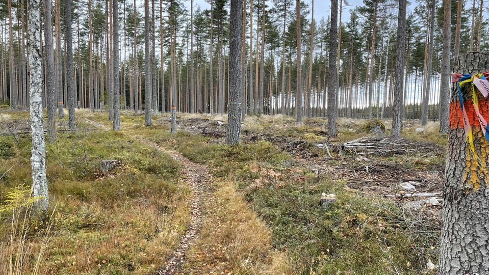 Skogsstig som går genom tallskog, hygge bredvid