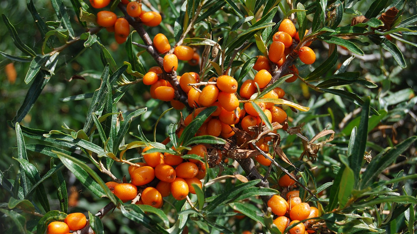 Havtornsbuske med orangea bär