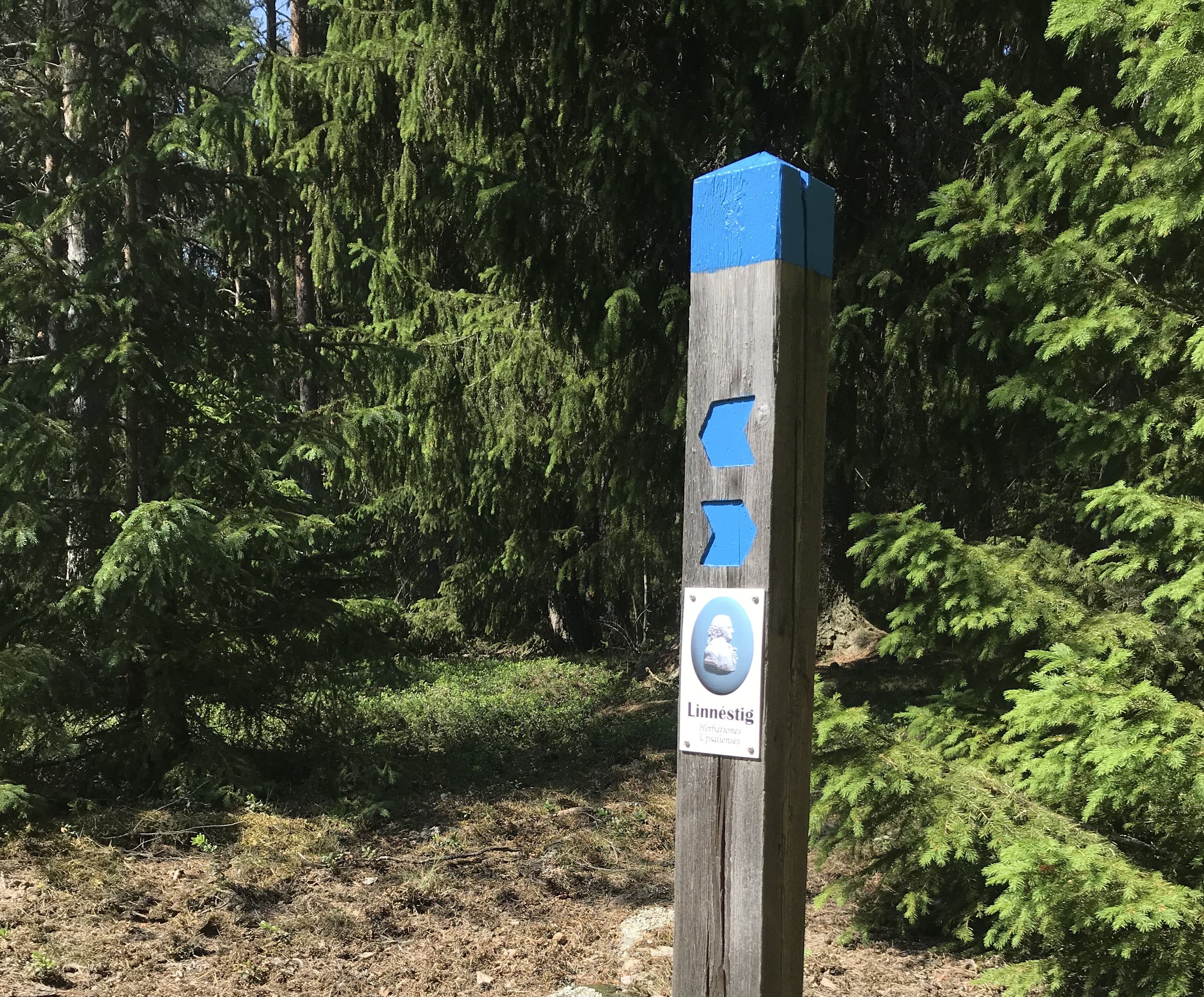 I skogen står en stolpe med markering för Linnéstigen och två pilar som pekar åt varsitt håll.