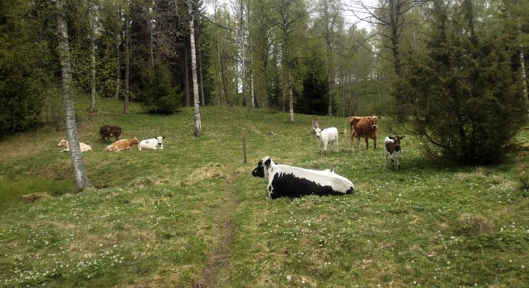 Betande kor i Lekeberga-Sälven.