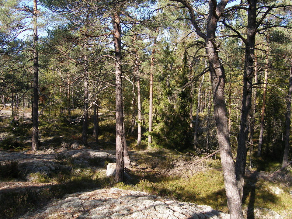 Malin Löfgren
