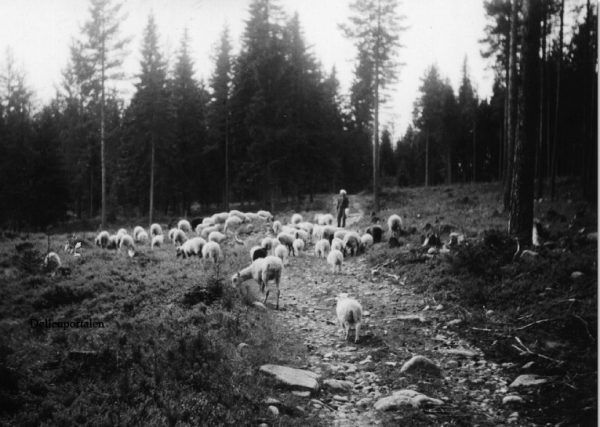 ”Holst Marta” på väg till vallen med fåren efter gamla vallvägen.