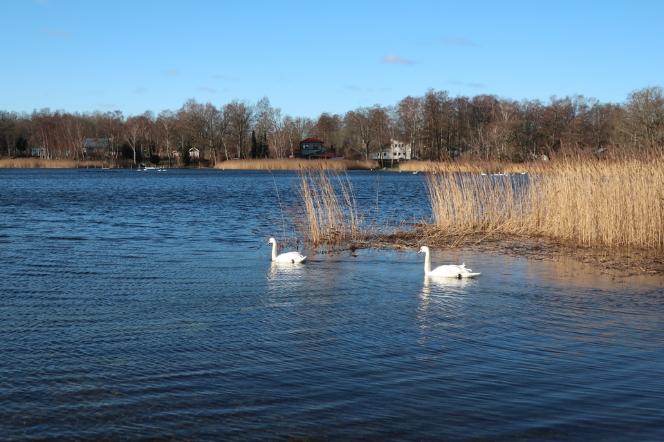 svanar som njuter av solen 