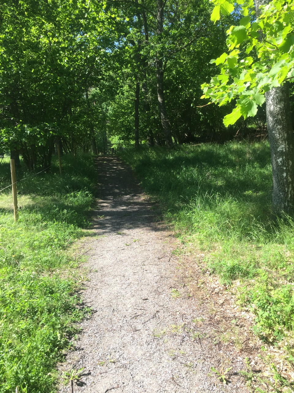 En grusad stig genom lummig skog.På ena sidan av stigen är det elstängsel och på andra sidan är det gräsyta.