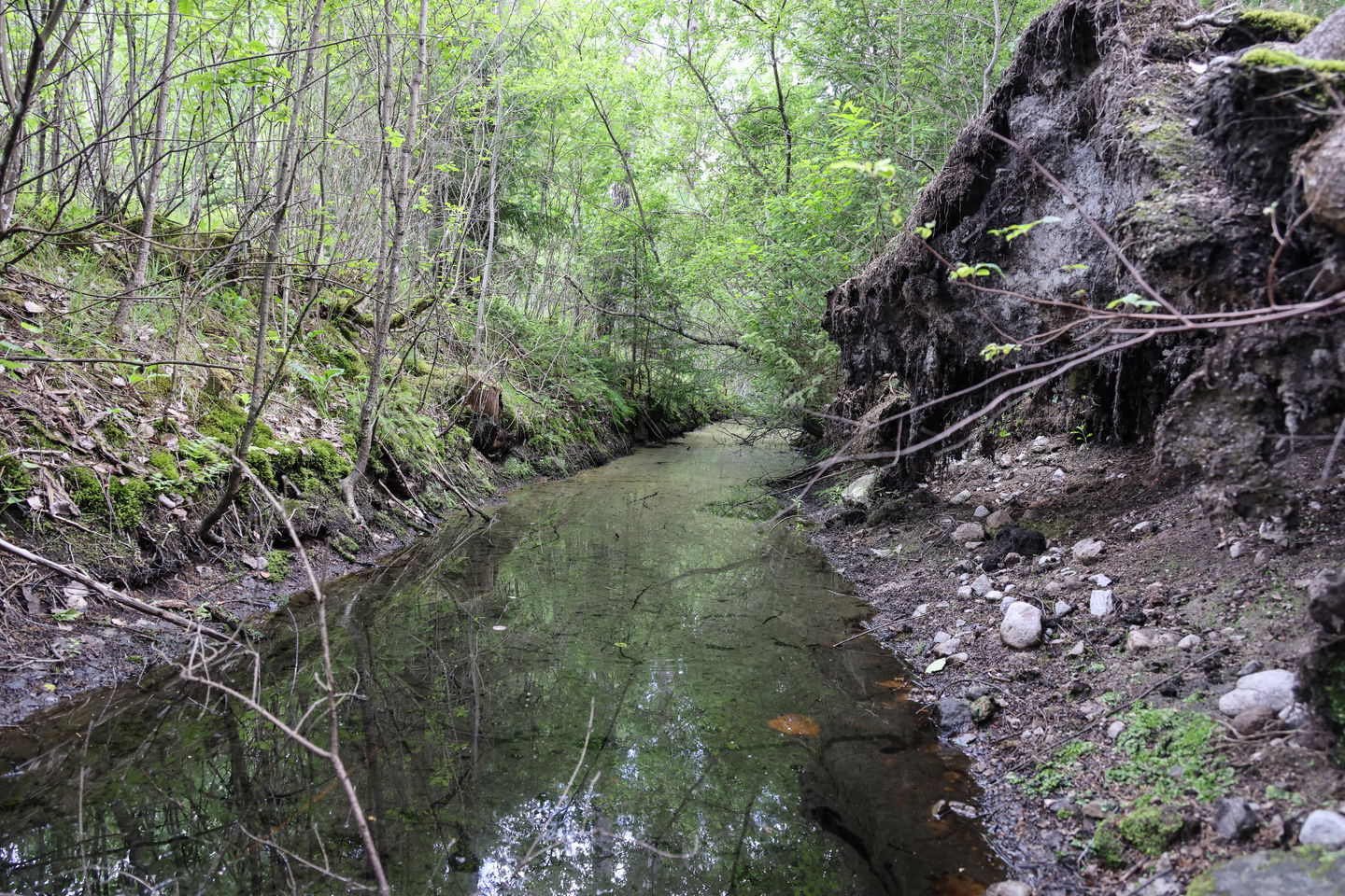 Foto: Niklas Kämpargård