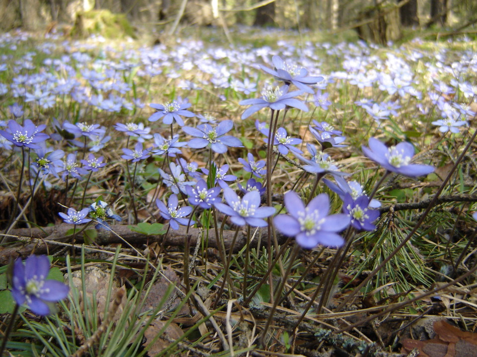 Blåsippor i naturreservatet Eldgarnsö.
