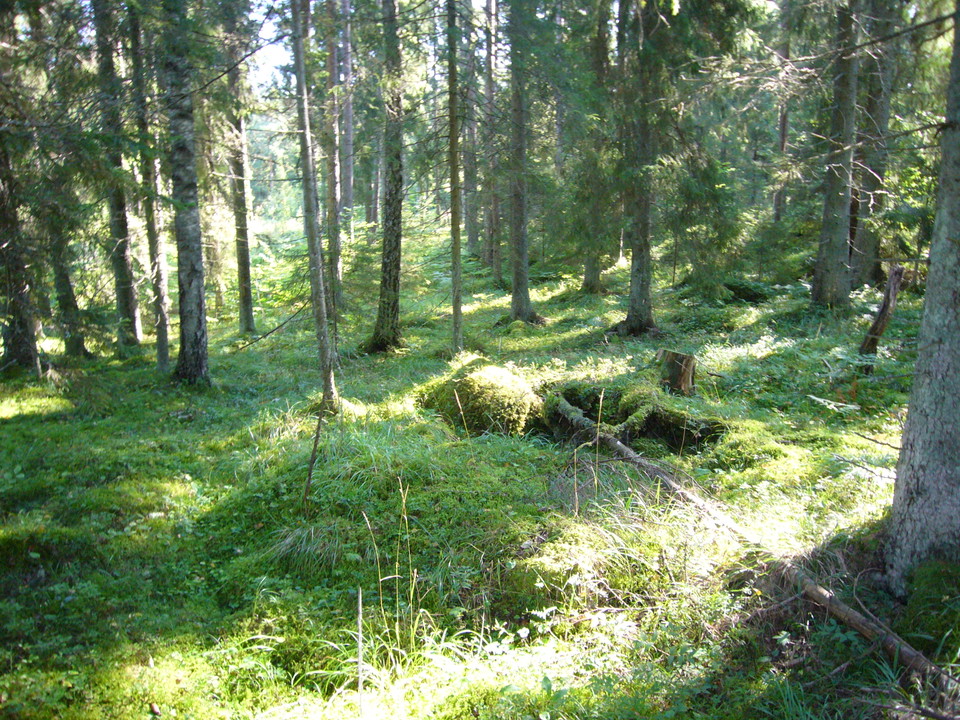 Bränntorpets naturreservat