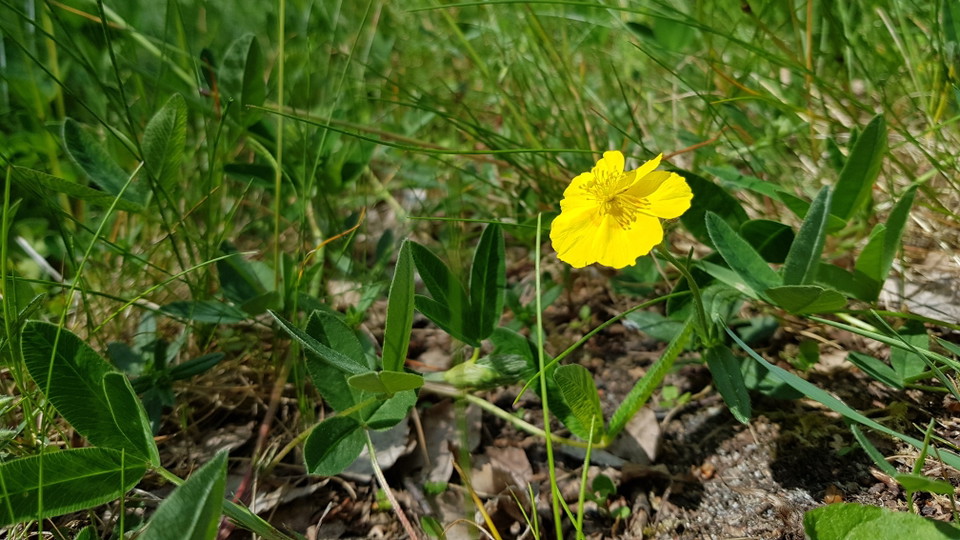 Solvända på Södergarnsängen. Foto Lidingö stad