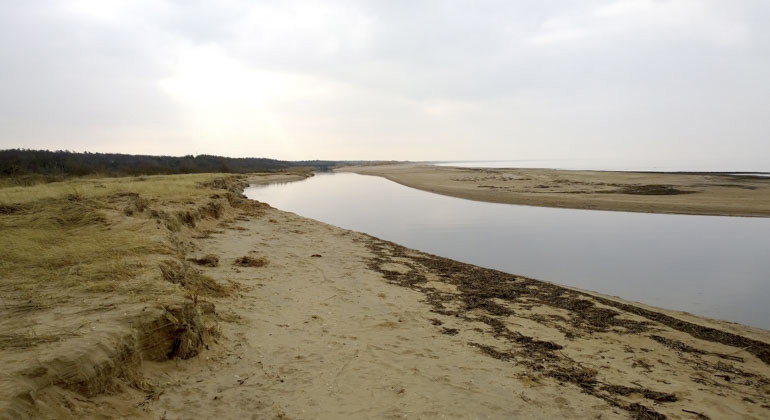 strandremsa i reservatet