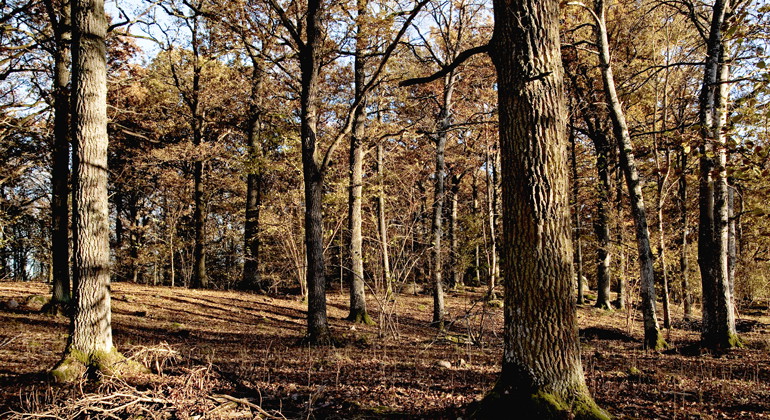 Västerby lövskogar, Naturreservat