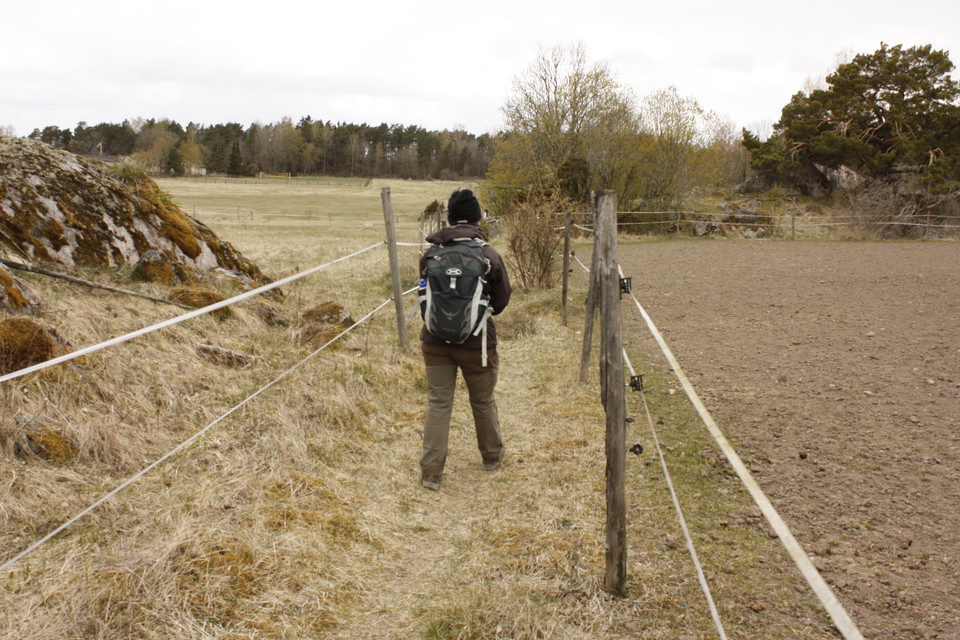 En person går på en smal stig mellan två hagar med elstängsel.