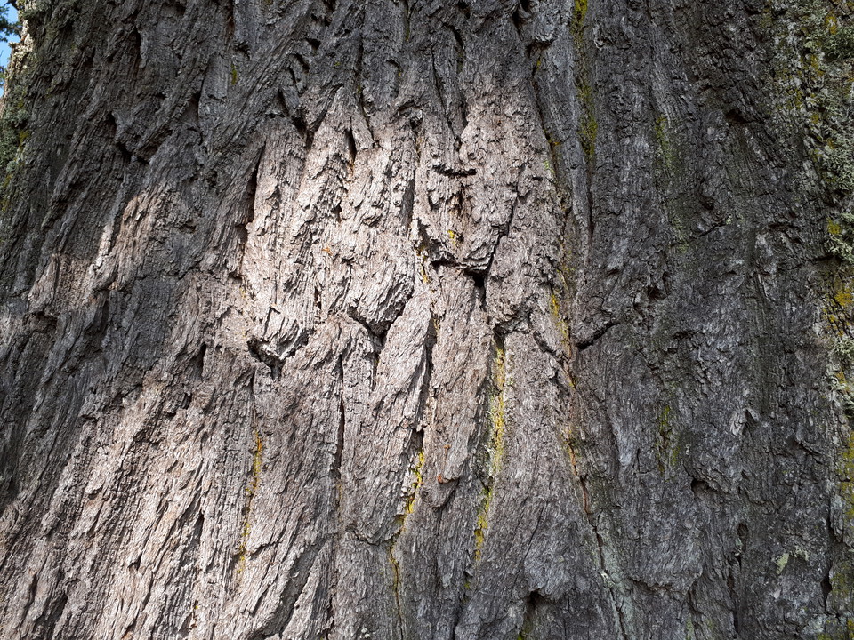 Närbild på barken på en ek.