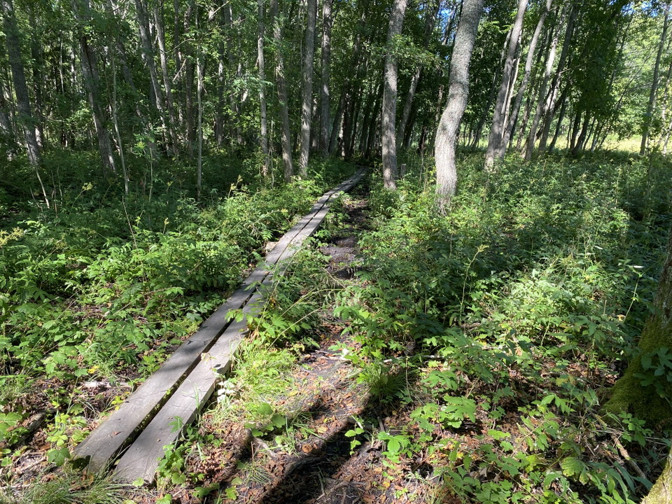 Två plankor bildar en spång genom frodig grönska.