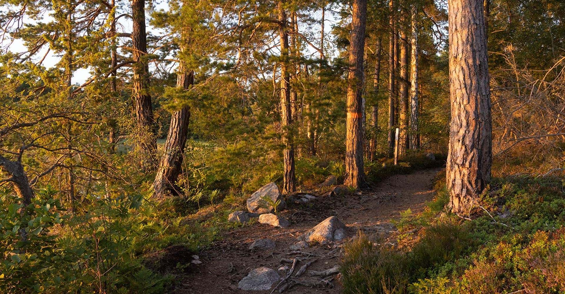Stigen går genom vacker tallskog.
Rundslinga Medevi - Torpa Sand.
Motala.
