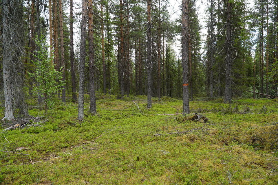 The trail towards the hut