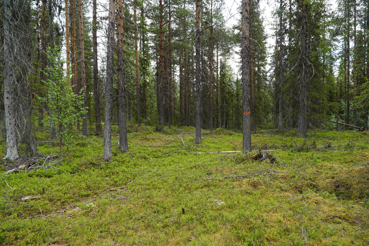 The trail towards the hut