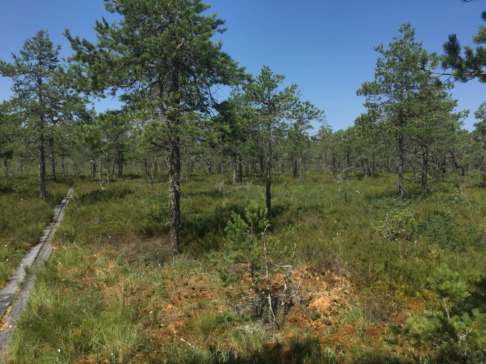 Norrlandskänsla på myren!