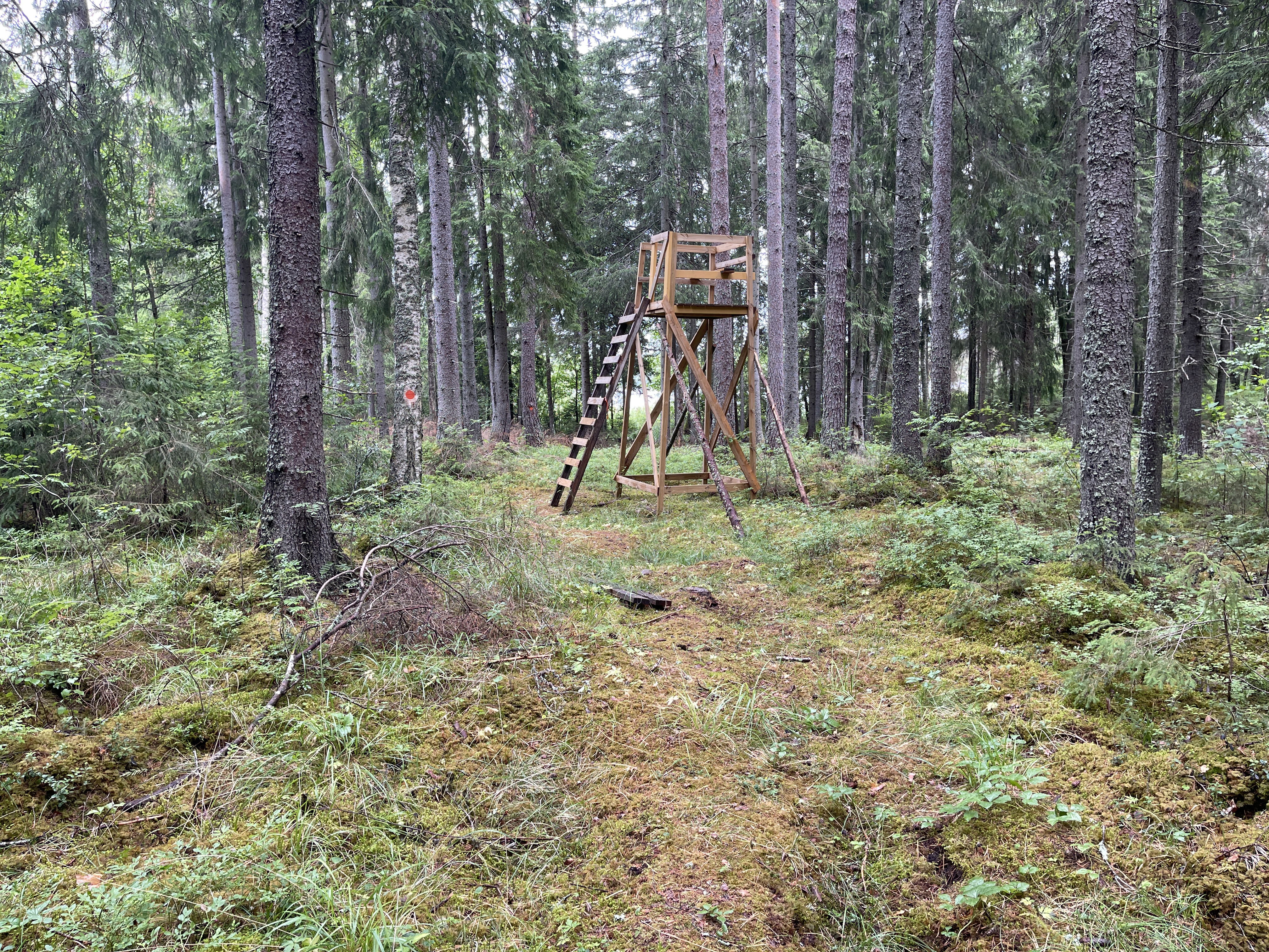 Jakttorn på höjd bland träd.