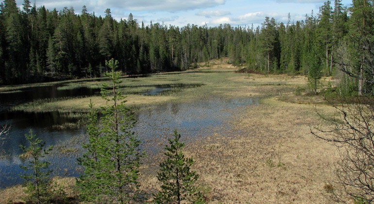 Myrmark i Flarksjöberget.